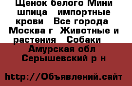 Щенок белого Мини шпица , импортные крови - Все города, Москва г. Животные и растения » Собаки   . Амурская обл.,Серышевский р-н